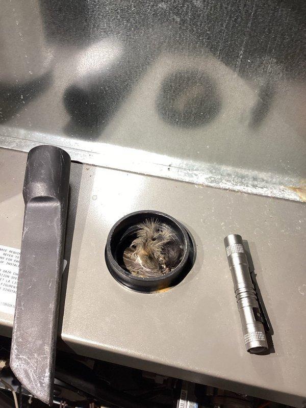 Performed comprehensive furnace tune-up and inspection, discovering a dead bird lodged in the intake at the furnace with feathers present around the intake in the burner box. Removed the bird and debris from the intake system, then verified all routine components were functioning properly. Checked all electrical connections and confirmed readings within manufacturer specifications. Inspected filter and blower assembly, finding both clean and in good condition, and verified all routine lines were clear. Tested furnace operation and measured gas pressures, making a slight adjustment to high fire setting to optimize performance. Confirmed proper system operation and safe functionality upon completion.