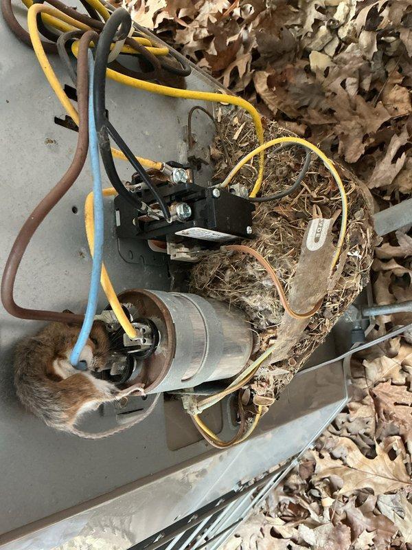 Responded to no-cooling complaint on 20-year-old R-22 central air conditioning system. Upon inspection, discovered rodent damage to electrical wiring and a failed dual capacitor reading out of specification. Repaired chewed wiring connections and replaced the dual capacitor to restore compressor operation. Also performed safety inspection of the 20-year-old furnace, including heat exchanger examination, which passed visual inspection. System restored to operational status with cooling function confirmed. Recommended comfort advisor consultation due to age of equipment and R-22 refrigerant phase-out considerations.